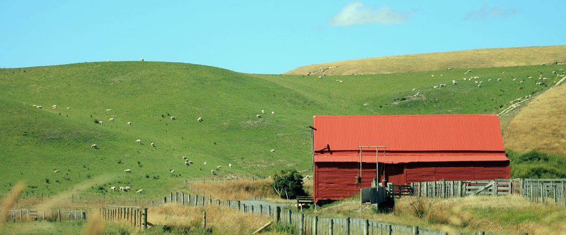 how-often-do-you-shear-sheep