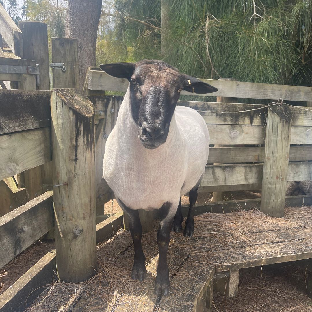 Suffolk Ram for Hire (Bartholomew)