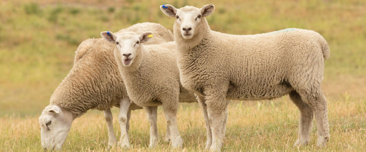 12 Benefits of Shearing Sheep Regularly