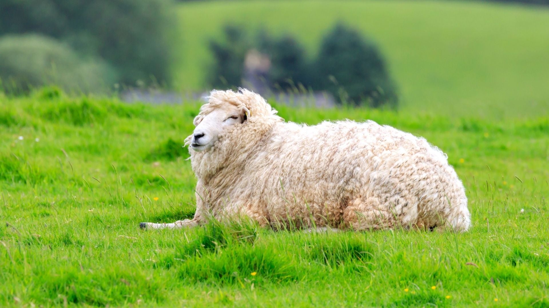 The Complete Guide to Fly Strike in Sheep – The Sheep Shearer