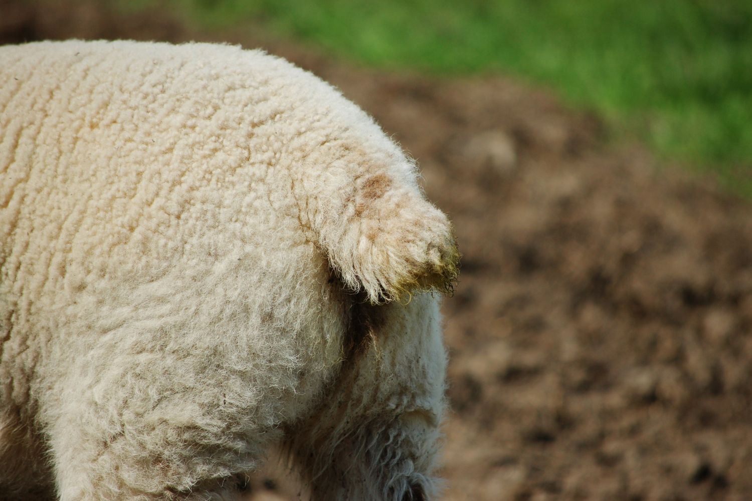 docking-lambs-auckland