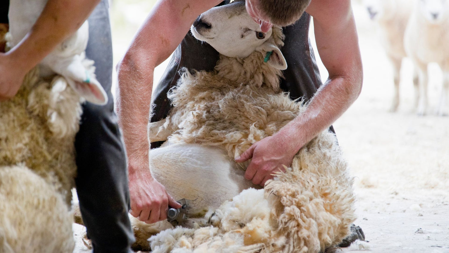 sheep-shearer-auckland