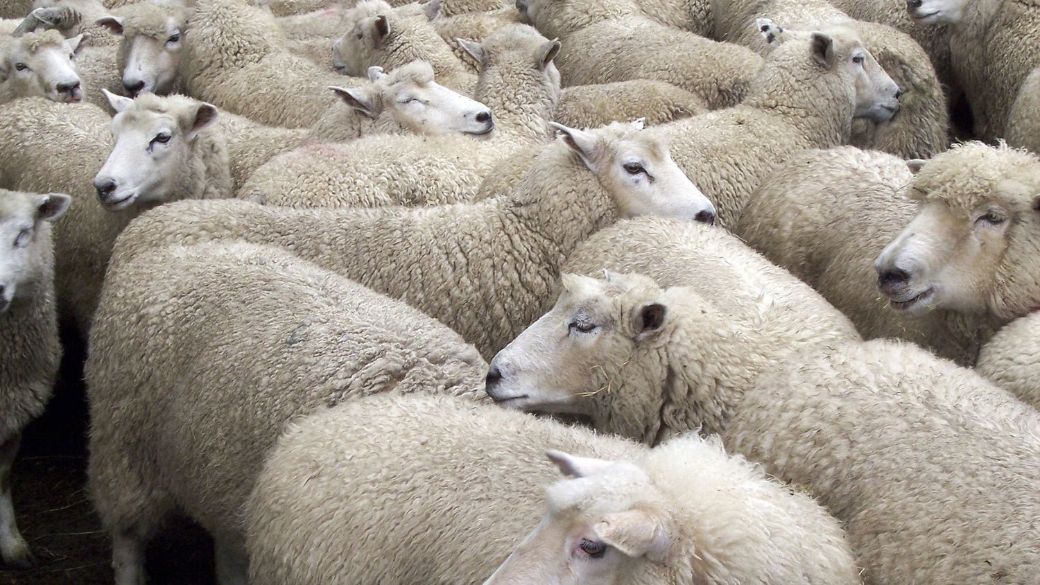 sheep-shearing-main-shear