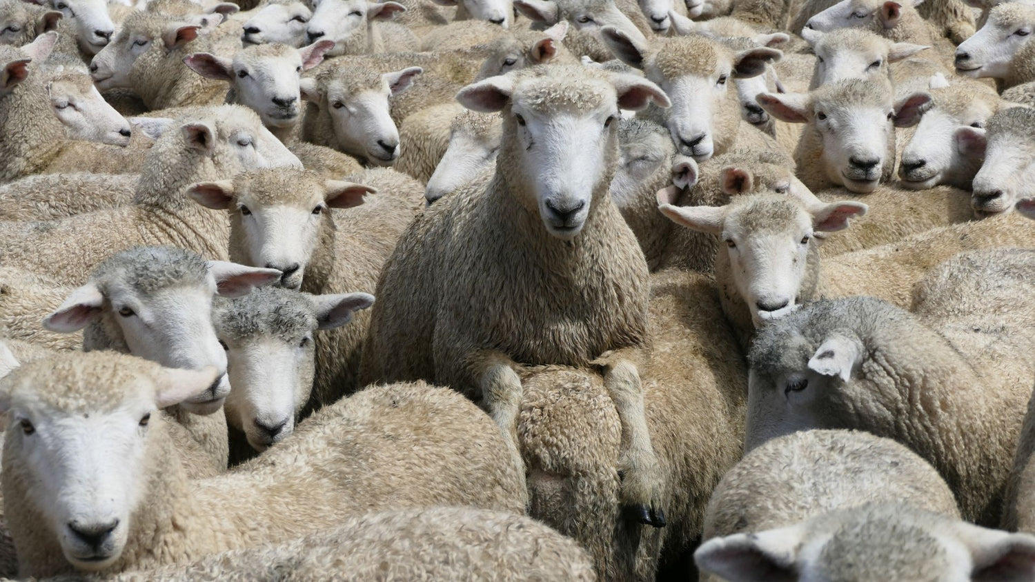 sheep-shearing-second-shear