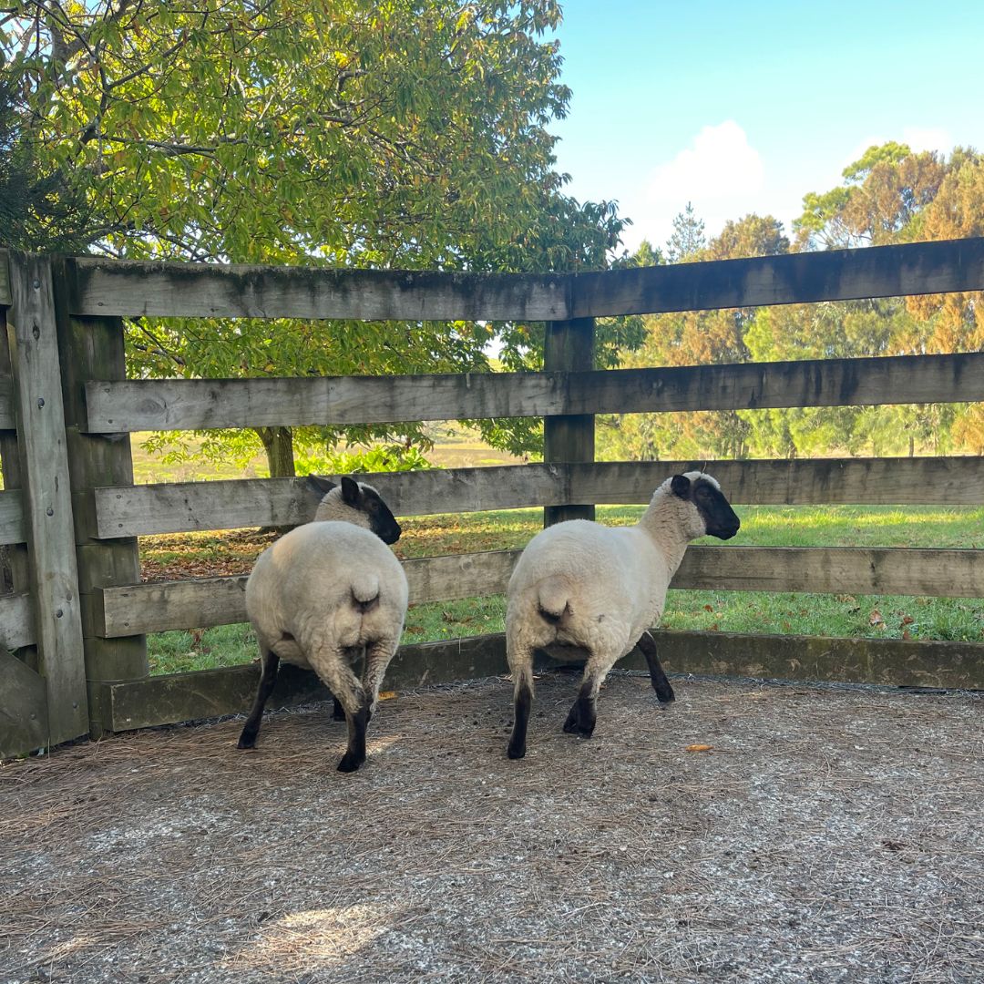 Suffolk Sheep for Sale
