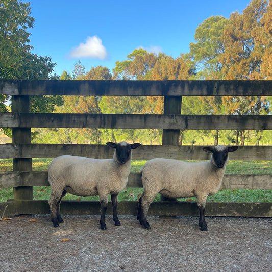 Suffolk Sheep for Sale